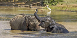 Image of Sri Lankan elephant