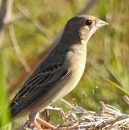 Image of Brown-headed Bunting