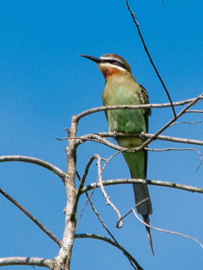 Image of Blue-cheeked Bee-eater