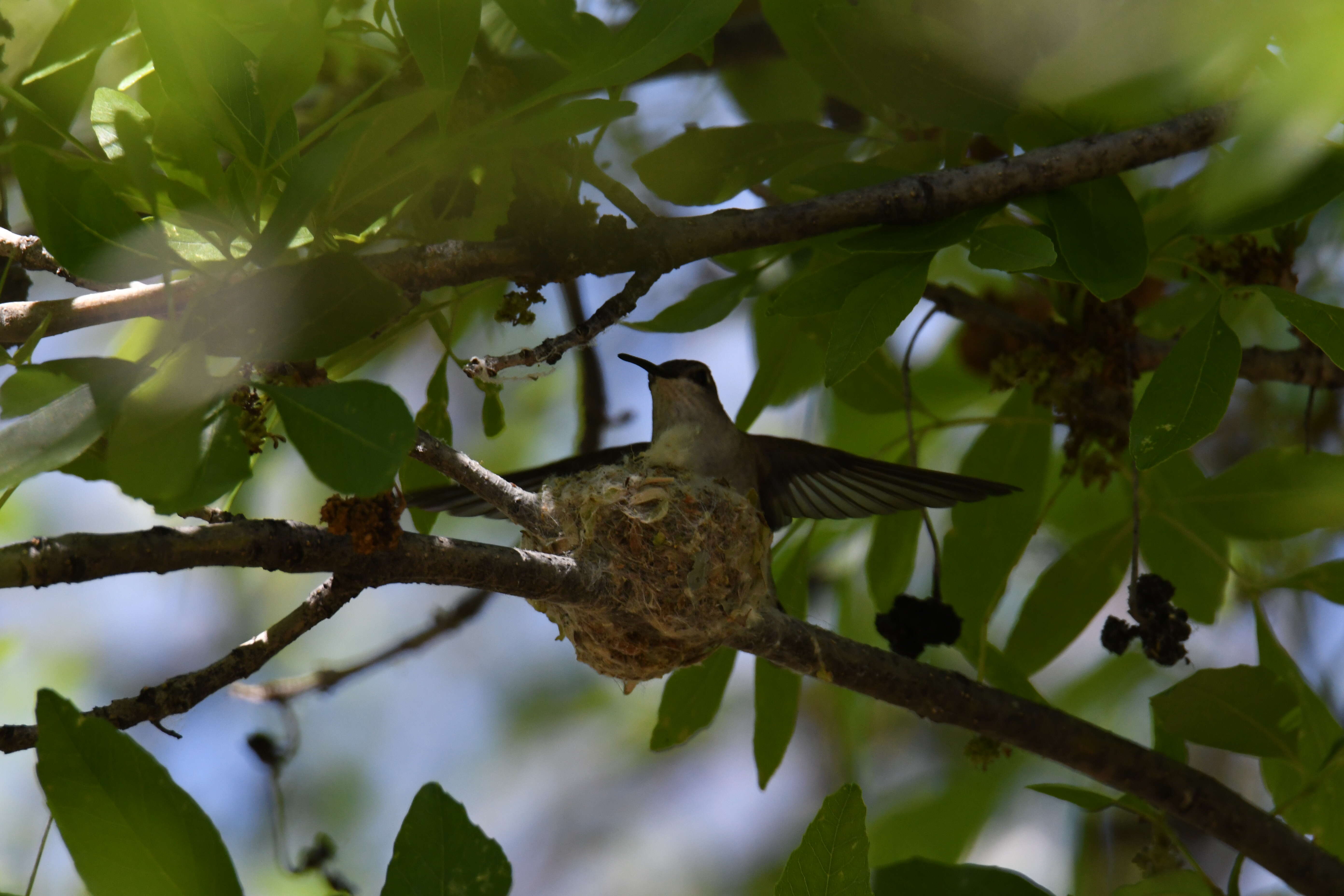 Image of Black-chinned Hummingbird