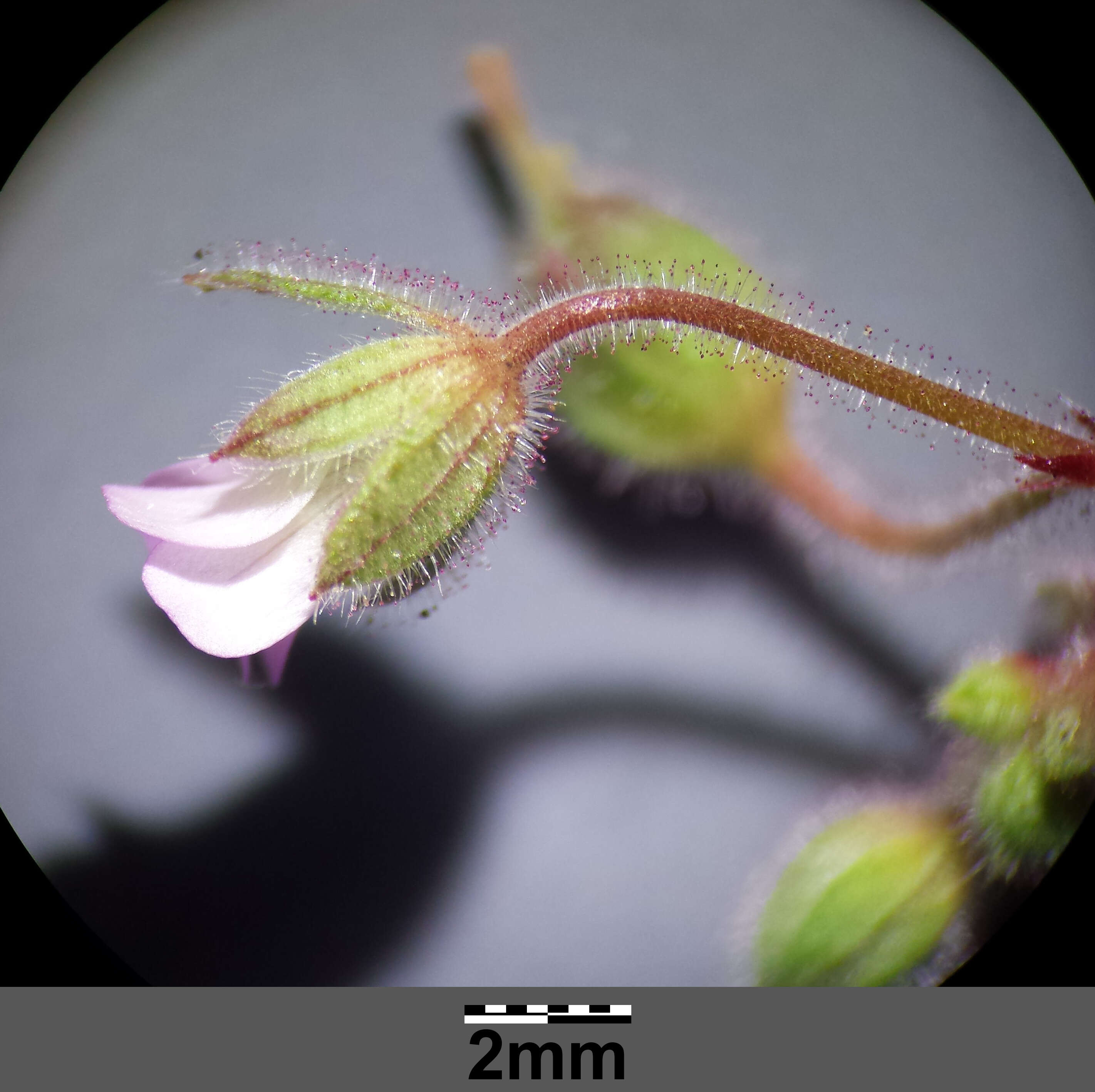 Image of Round-leaved Crane's-bill