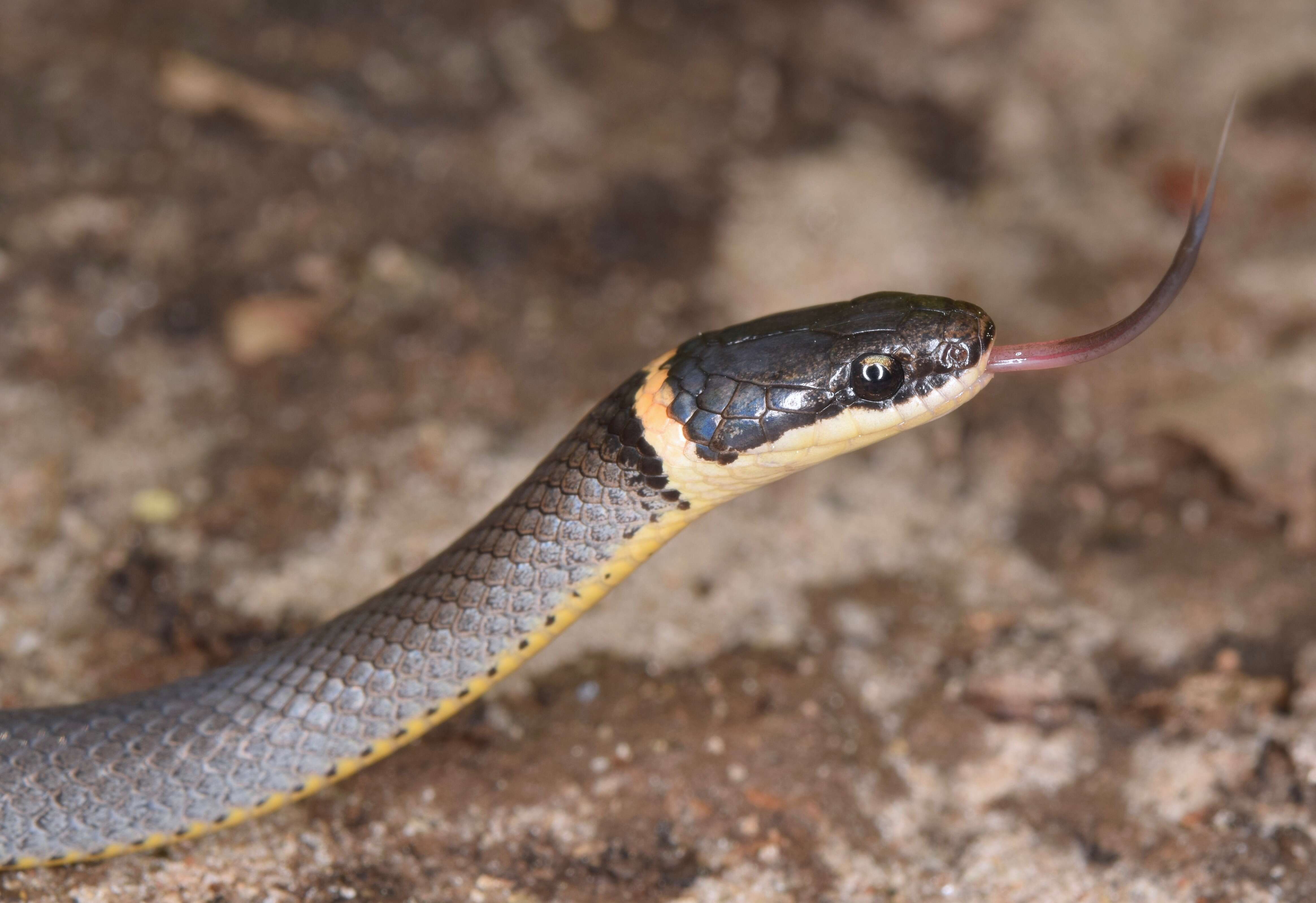 Image of Ring-necked Snake