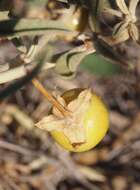 Image of Solanum esuriale Lindl.