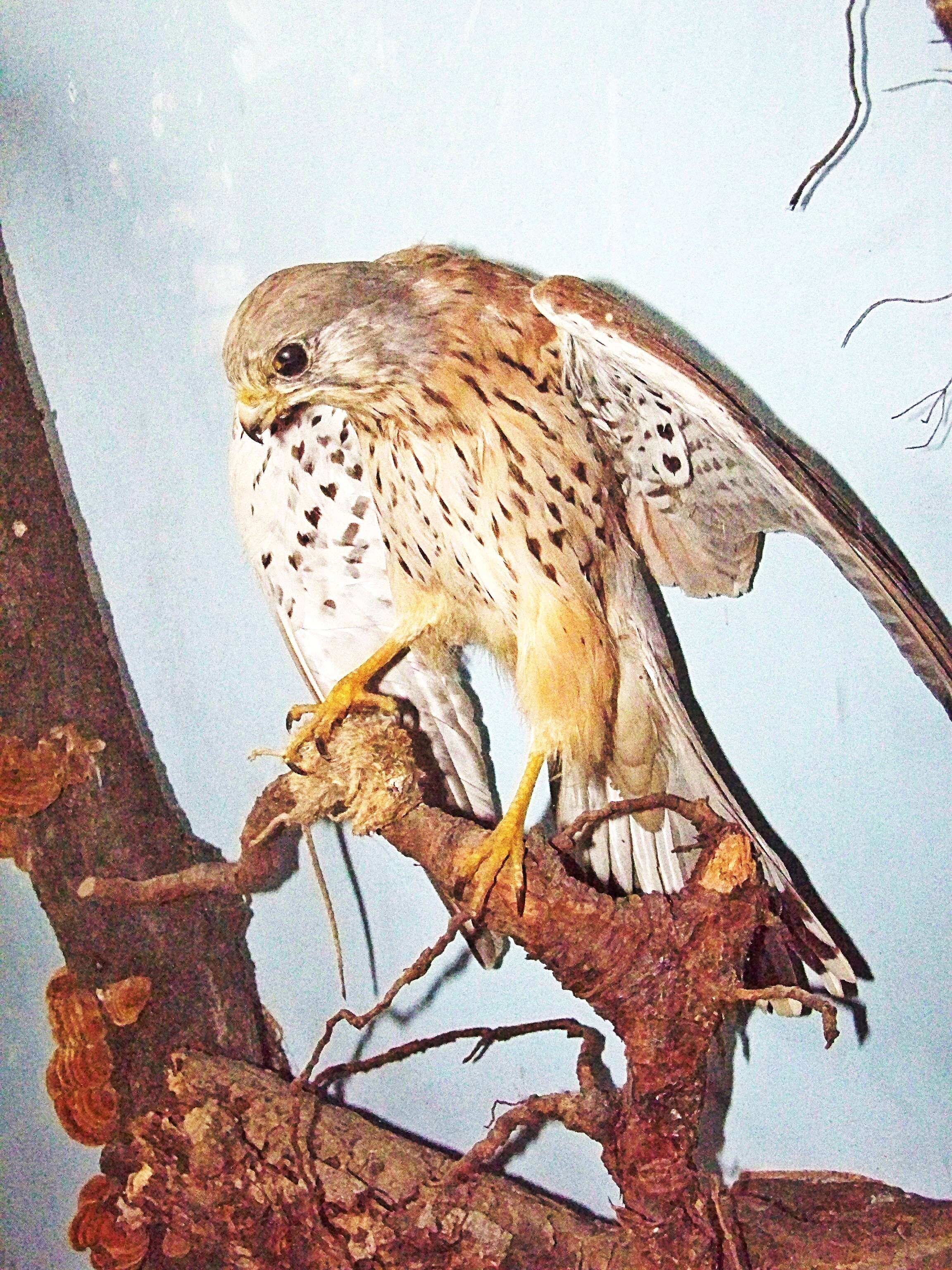 Image of kestrel, common kestrel