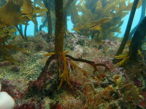 Image of Leathery yellow brown kelp