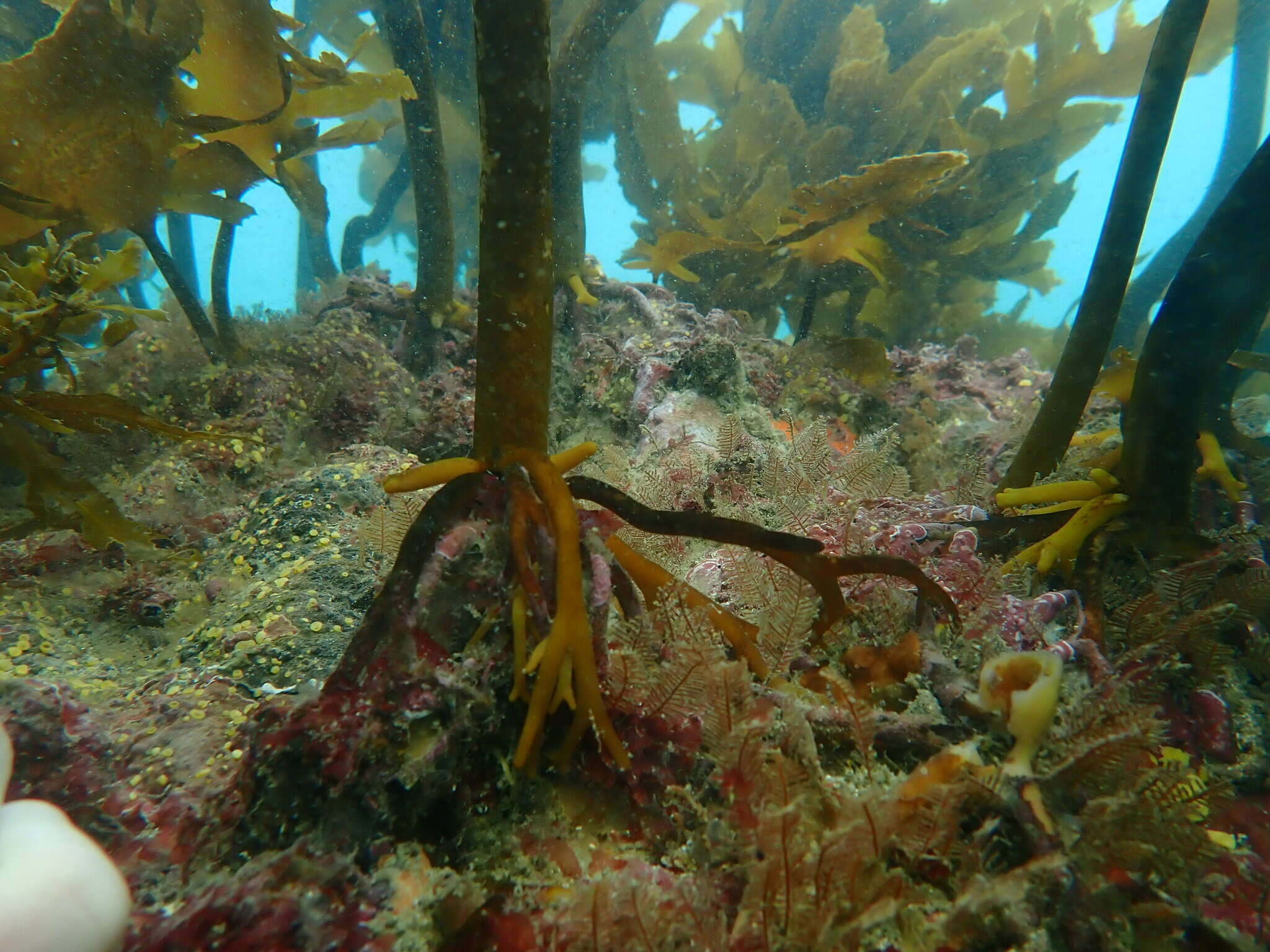 Image of Leathery yellow brown kelp