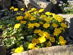 Image of Potentilla aurea L.