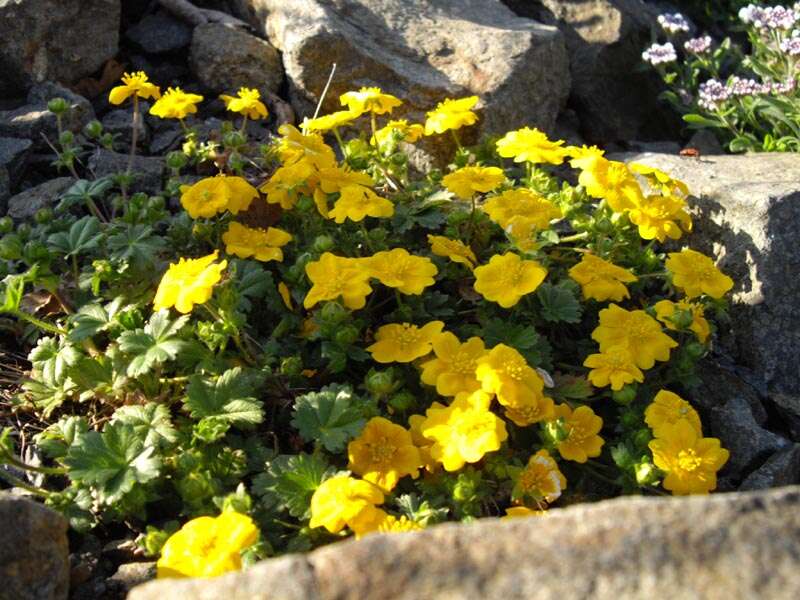 Image of Potentilla aurea L.