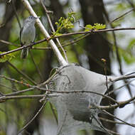 Image of gnatcatchers