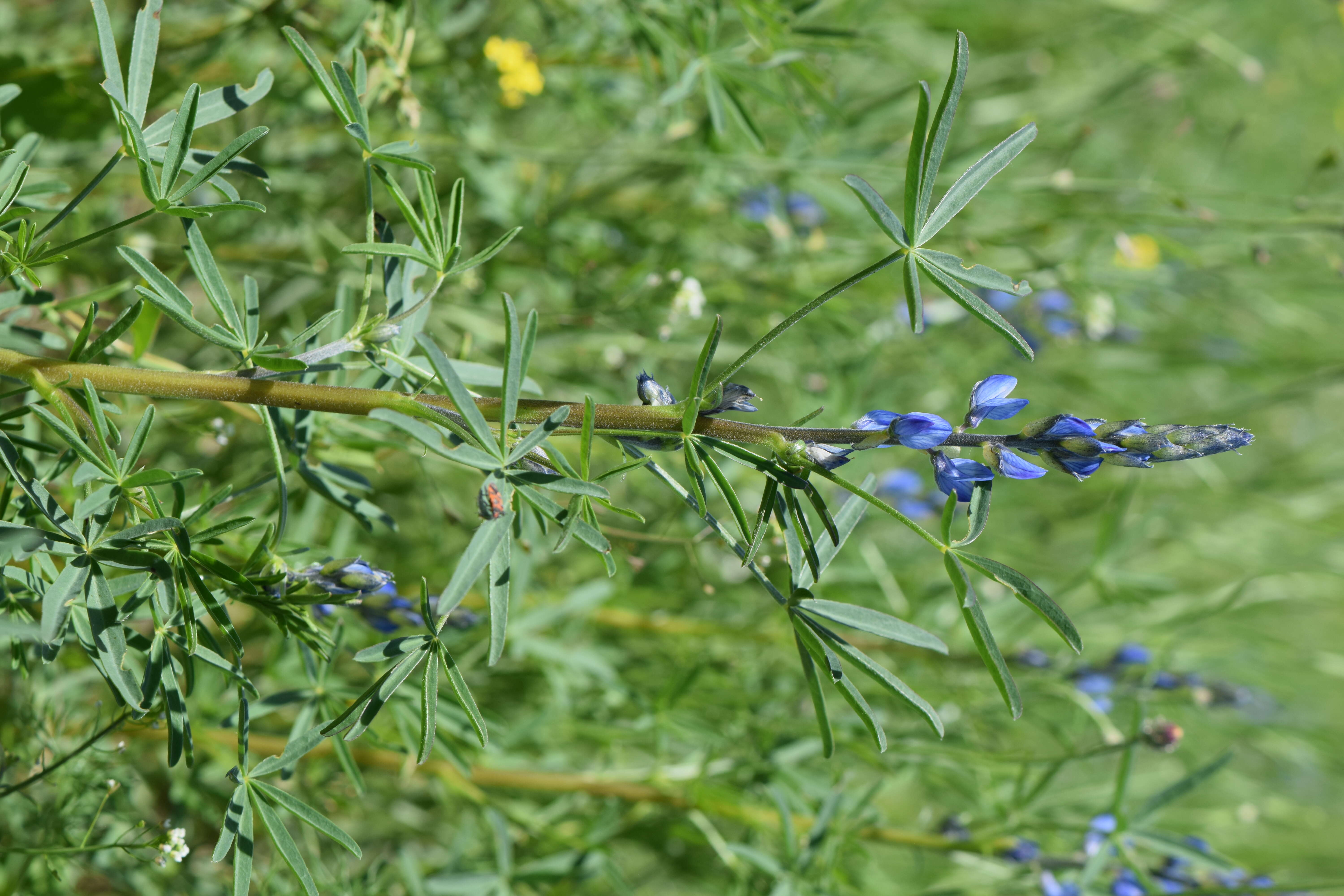 Image of narrowleaf lupine