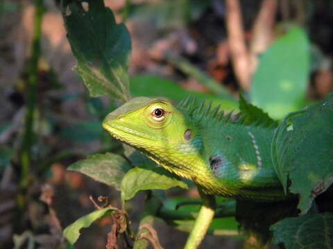 Image of Common green forest lizard