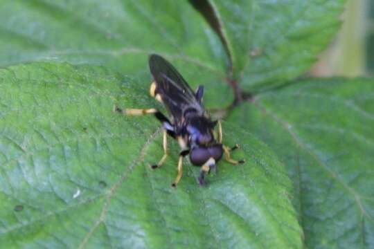 Image of Xylota sylvarum (Linnaeus 1758)