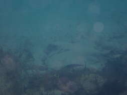 Image of Australian Eagle Ray