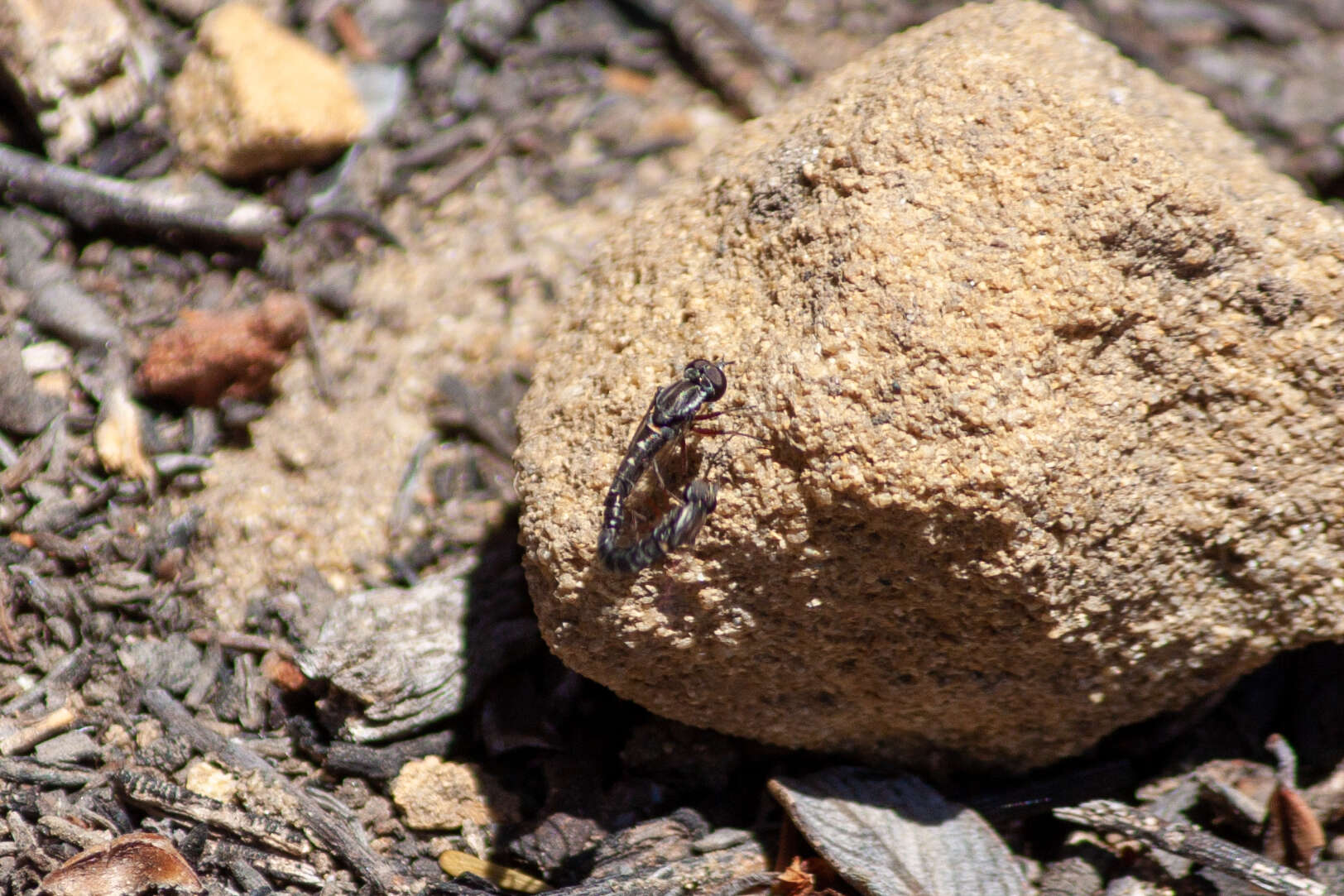 Paracosmus edwardsii (Loew 1872)的圖片