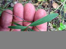 Image of Anthyllis vulneraria subsp. polyphylla (DC.) Nyman