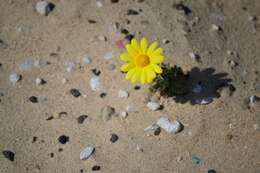 Image of Senecio glaucus L.