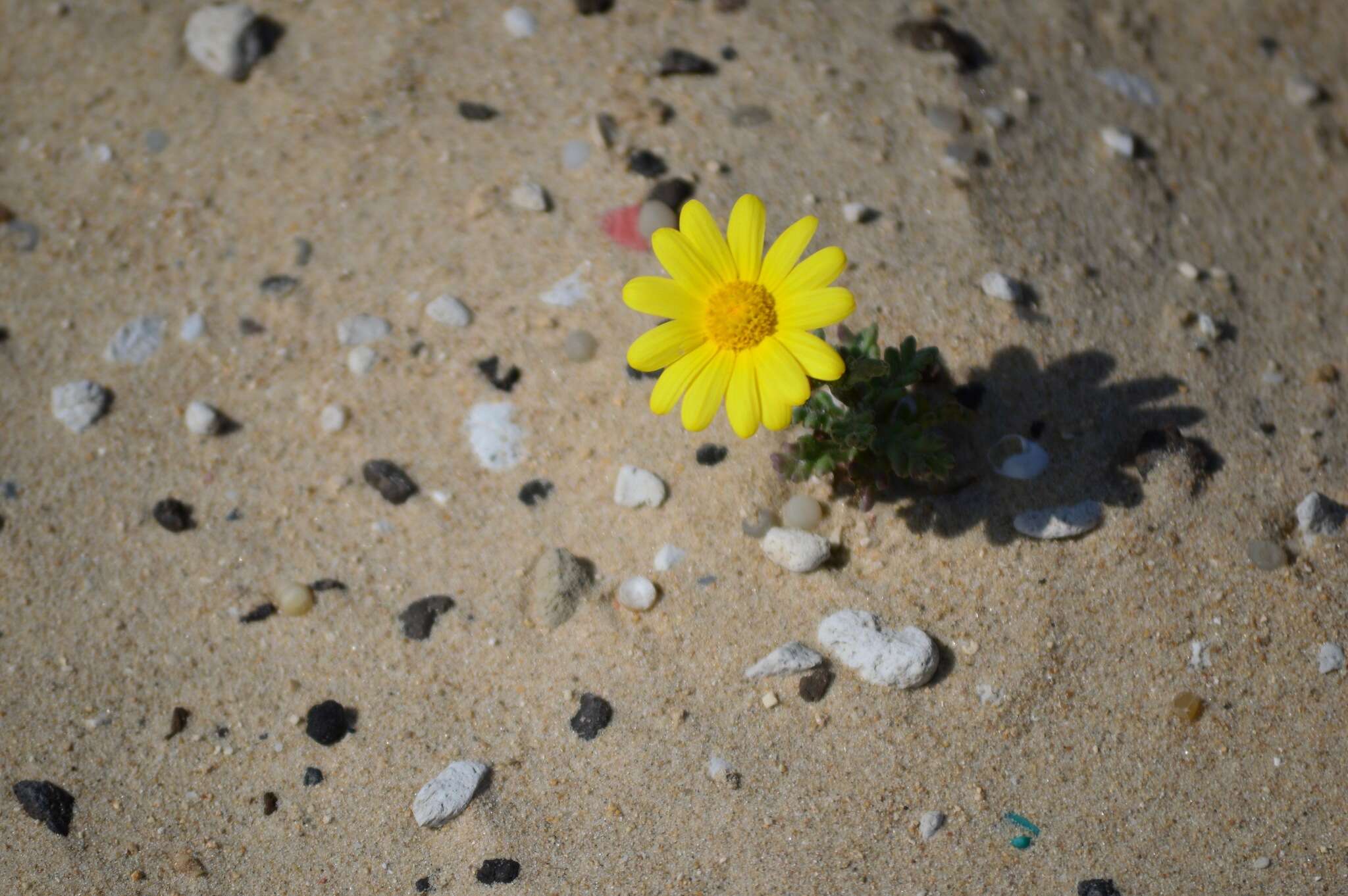 Plancia ëd Senecio glaucus L.