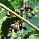 Image of Amborella trichopoda Baill.