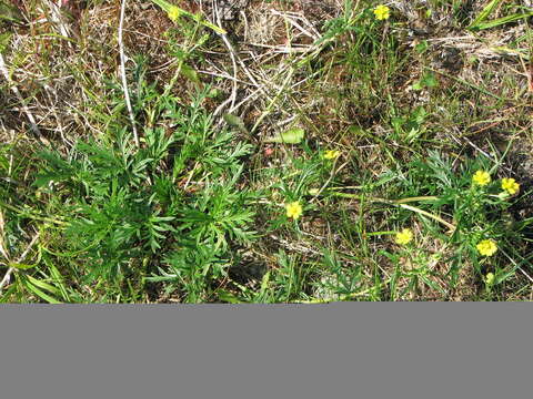 Image of Potentilla multifida L.