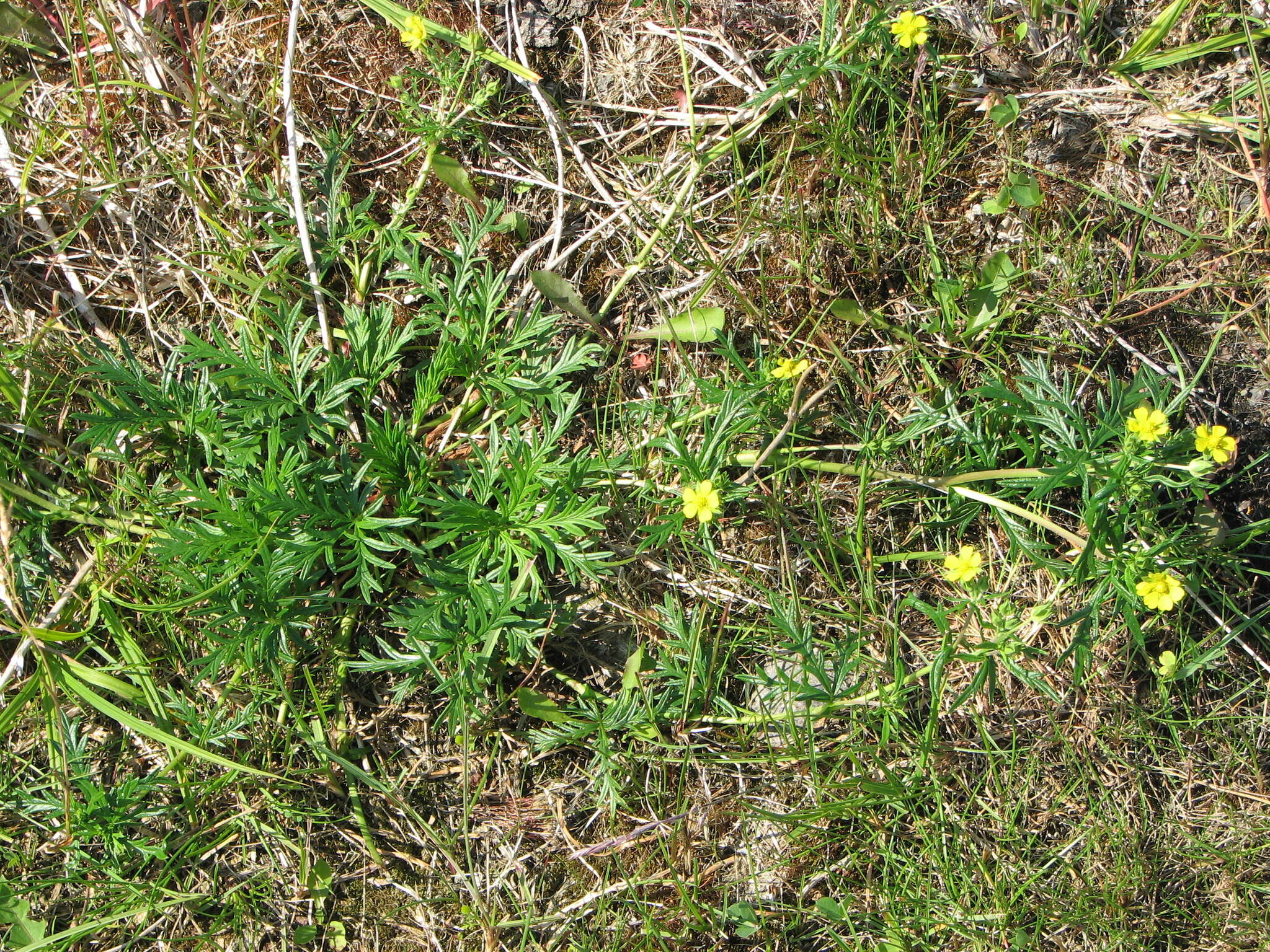 Image of Potentilla multifida L.