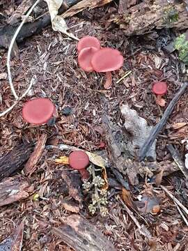 Image of Tubaria rufofulva (Cleland) D. A. Reid & E. Horak 1983