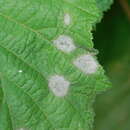 Image of Nut-Leaf Blister Moth