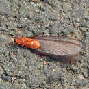 Image of Pacific Dampwood Termite