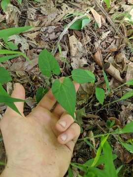 Image of Virginia snakeroot