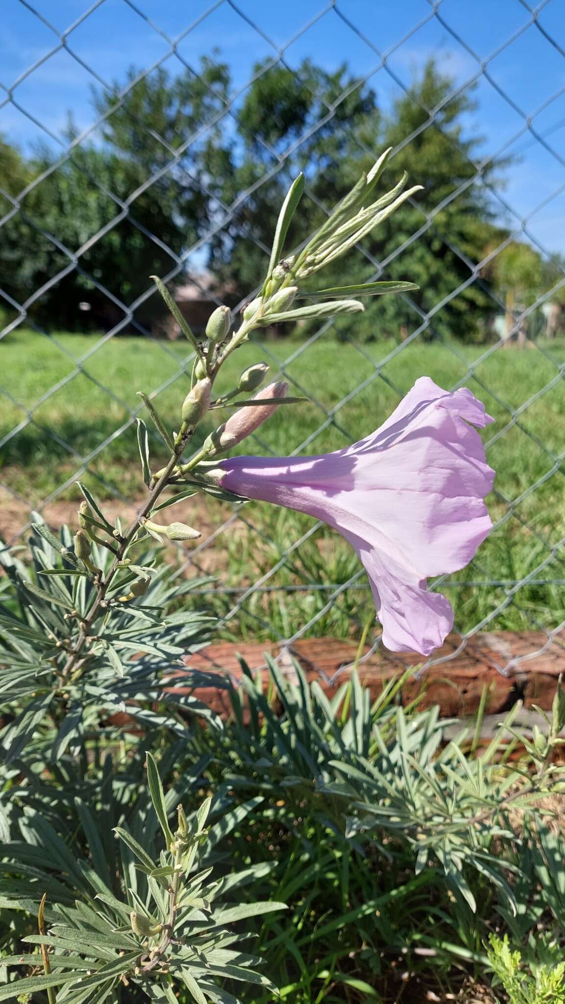 Sivun Ipomoea malvaeoides Meisn. kuva