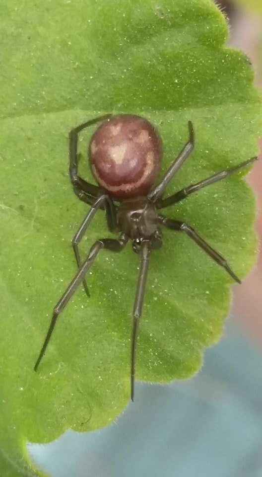 Image of False black widow