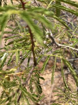 Слика од Mimosa tenuiflora (Willd.) Poir.