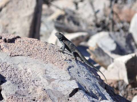 Image of Hunsaker's Spiny Lizard