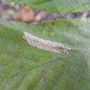 Image of Phyllonorycter obscuricostella (Clemens 1859)