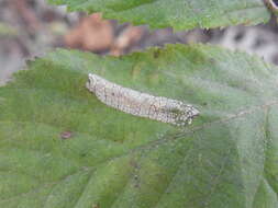 Phyllonorycter obscuricostella (Clemens 1859)的圖片