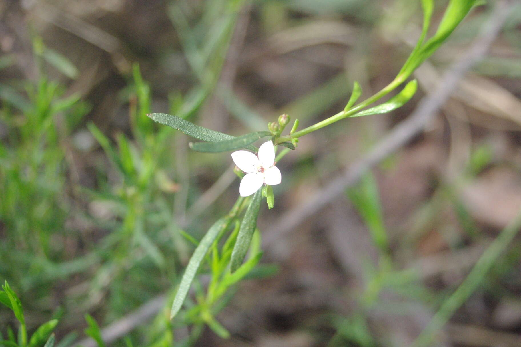 Cyanothamnus nanus var. hyssopifolius的圖片