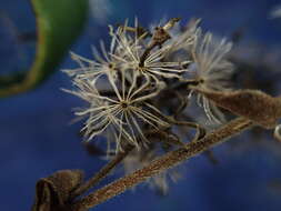 صورة Dubautia latifolia (A. Gray) Keck