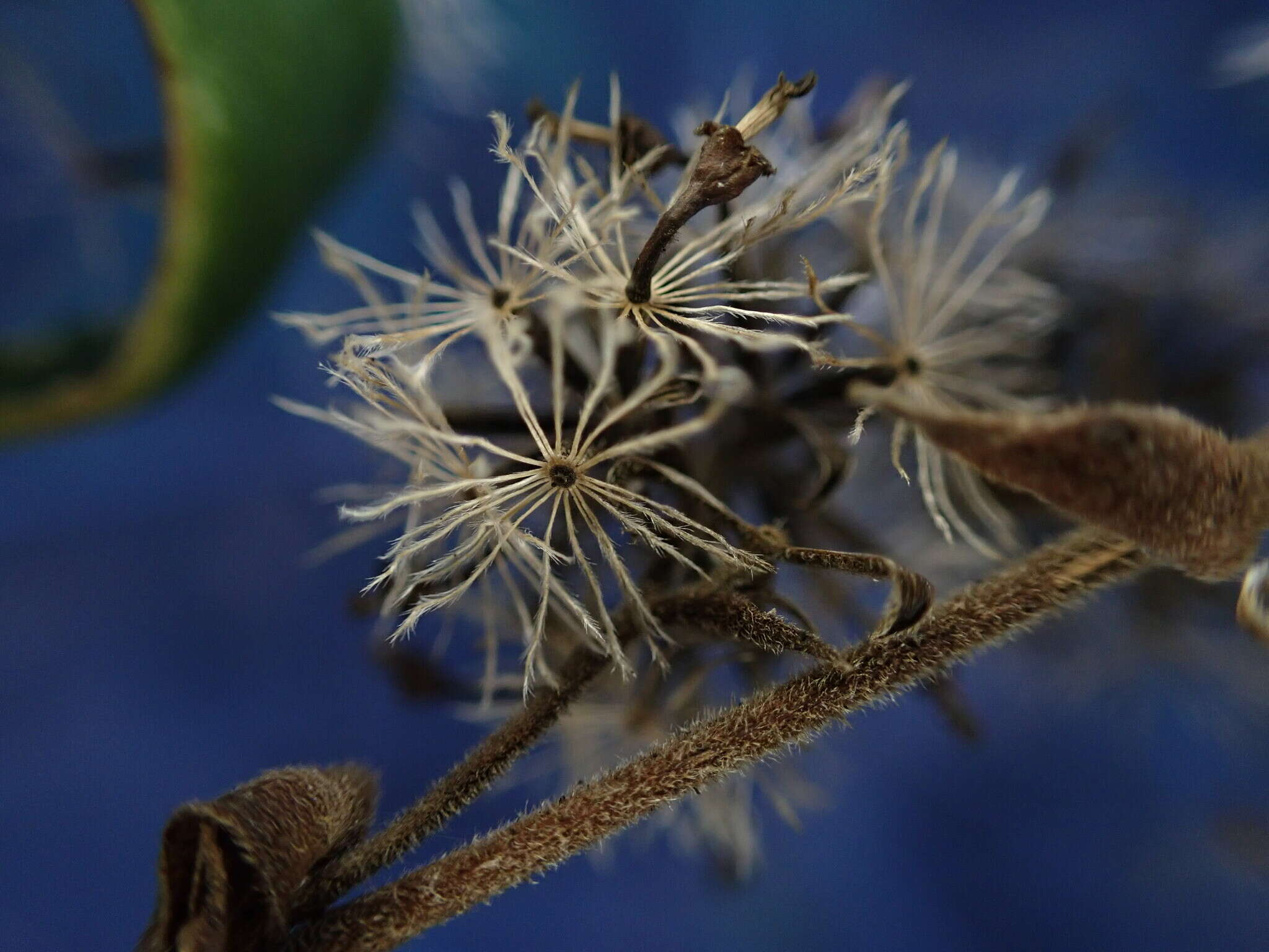 صورة Dubautia latifolia (A. Gray) Keck