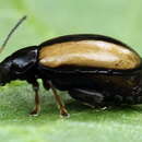 Image of Horseradish Flea Beetle