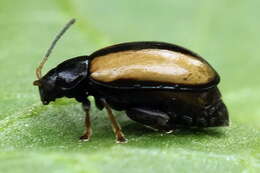 Image of Horseradish Flea Beetle