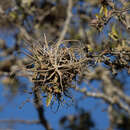 Image of Tillandsia streptocarpa Baker