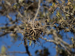 Image of Tillandsia streptocarpa Baker