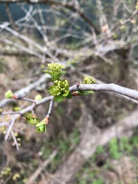 Слика од Crataegus spathulata Michx.