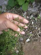 Image of thyme-leaved sandwort
