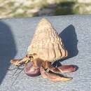 Image of West Indian starsnail
