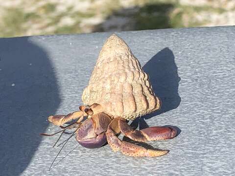 Image of West Indian starsnail