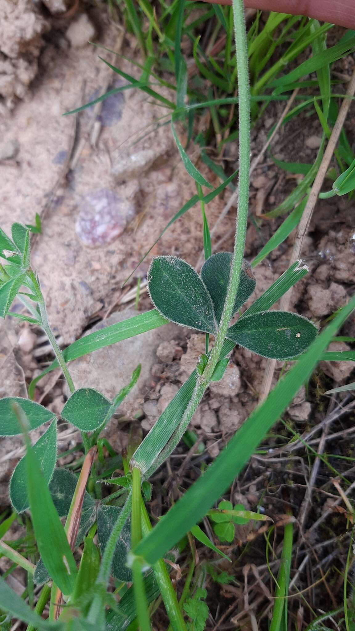 Image de Indigofera incana Thunb.