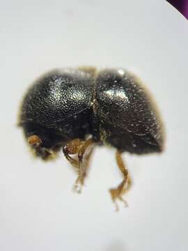 Image of Camphor shot borer