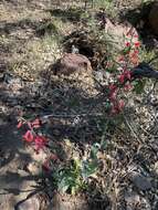 Image of Wright's beardtongue