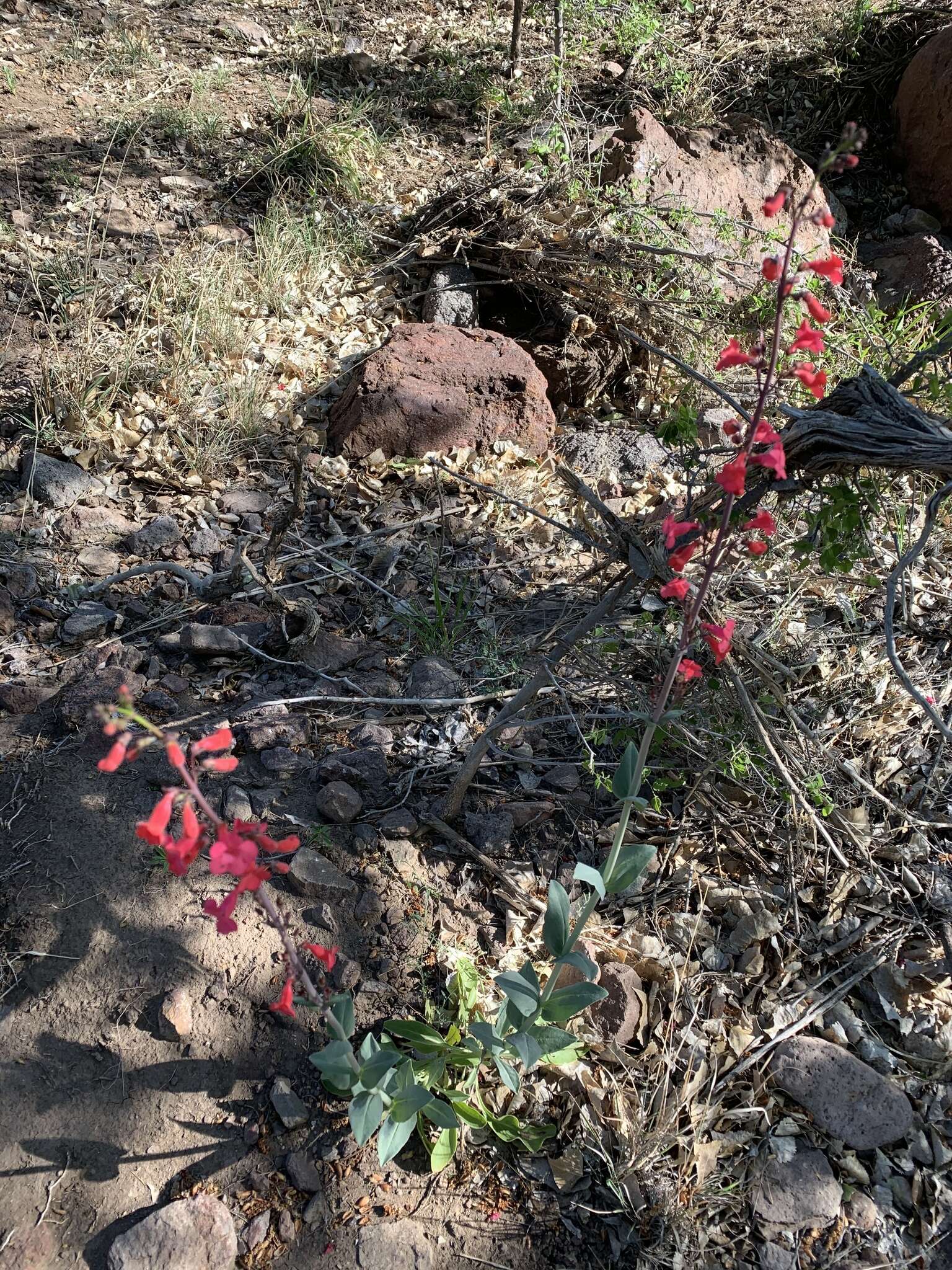 Image of Wright's beardtongue