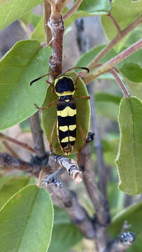 Image of Neoclytus resplendens Linsley 1935